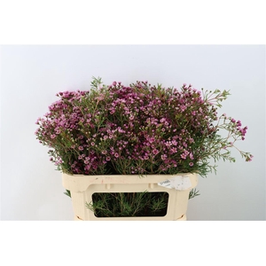 Chamelaucium uncinatum 'Jupiter'
