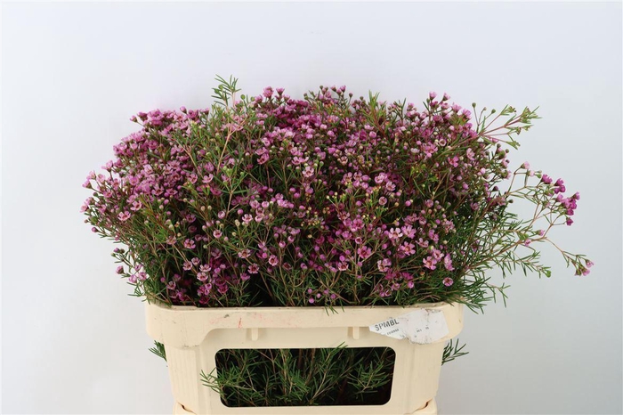 <h4>Chamelaucium uncinatum 'Jupiter'</h4>