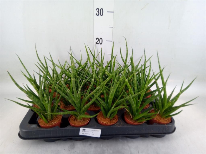 <h4>Sansevieria   ...</h4>