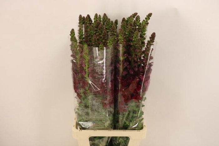 <h4>ANTIR MARY RED</h4>