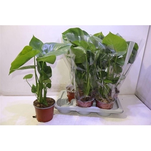 MONSTERA DELICIOSA