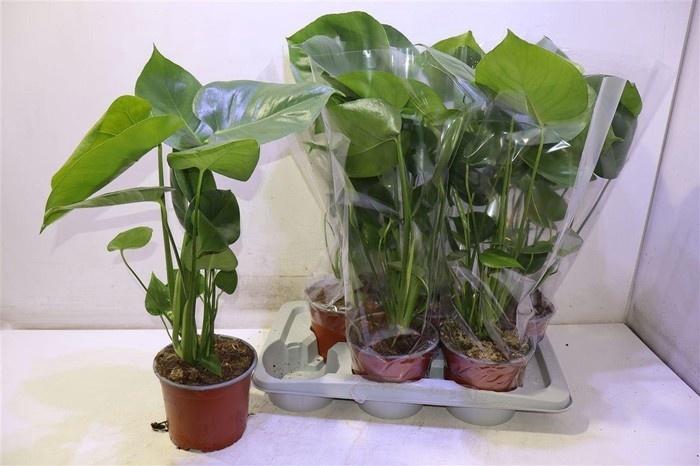 <h4>MONSTERA DELICIOSA</h4>