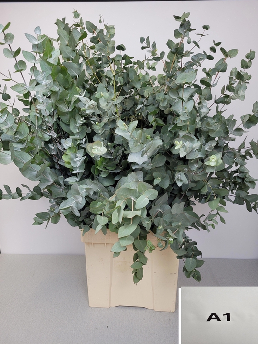 EUC CINEREA PB SUPER