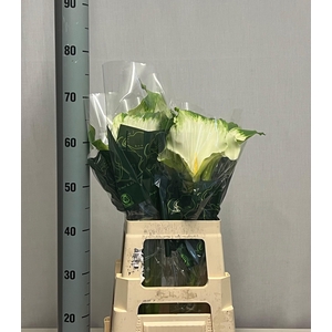 ZANT AE GREEN GODDES