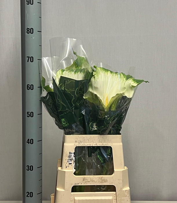 <h4>ZANT AE GREEN GODDES</h4>