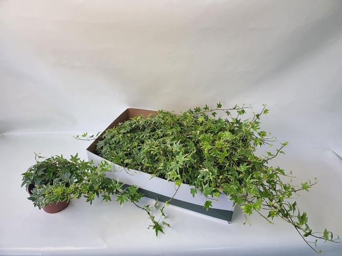 <h4>HED HE WHITE RIPPLE</h4>