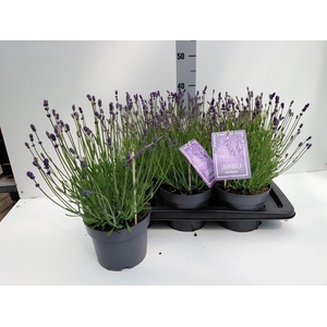 Lavandula angus. 'Essence Pure'