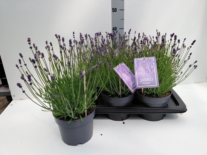 <h4>Lavandula angus. 'Essence Pure'</h4>