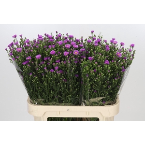 Aster Casarosa