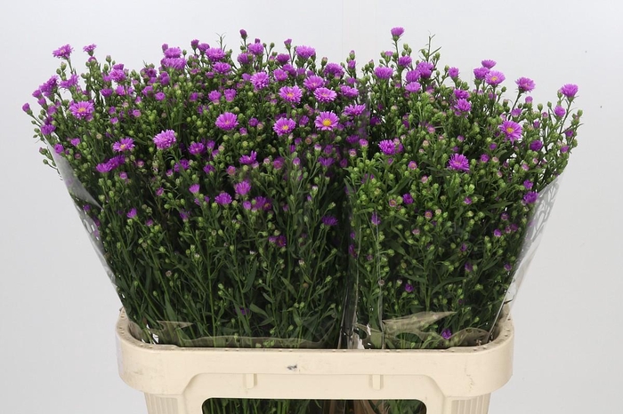 <h4>Aster Casarosa</h4>