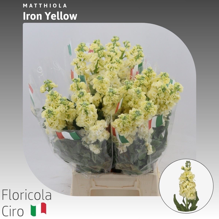 <h4>Matthiola Iron Yellow</h4>