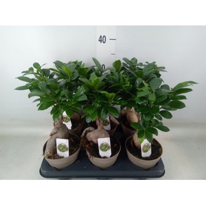 Ficus microcarpa 'Ginseng'