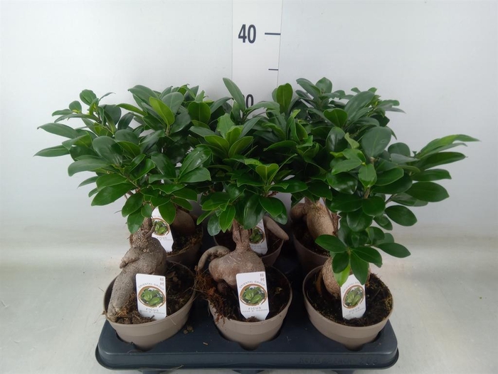 <h4>Ficus microcarpa 'Ginseng'</h4>