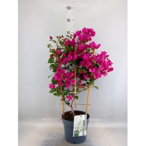 Bougainvillea  'Sanderiana'
