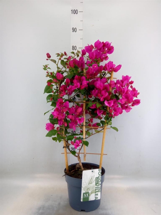 <h4>Bougainvillea  'Sanderiana'</h4>