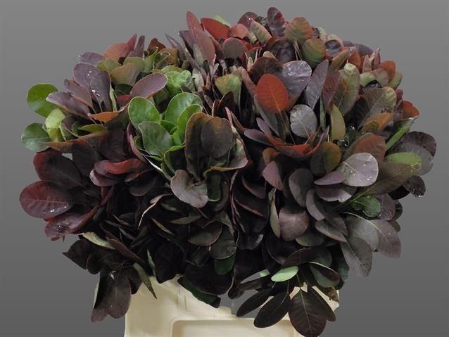 <h4>COTINUS ROYAL PURPLE</h4>