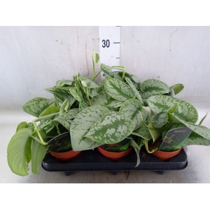 Scindapsus pictus 'Trebie'