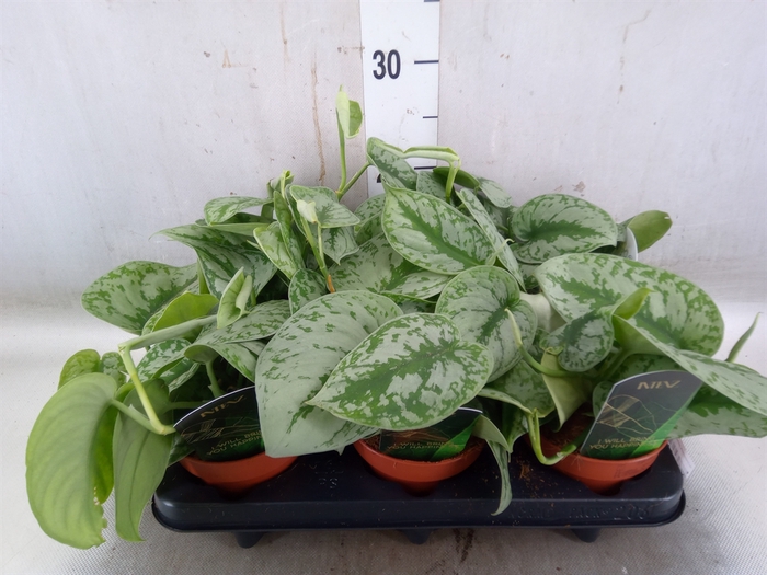 <h4>Scindapsus pictus 'Trebie'</h4>