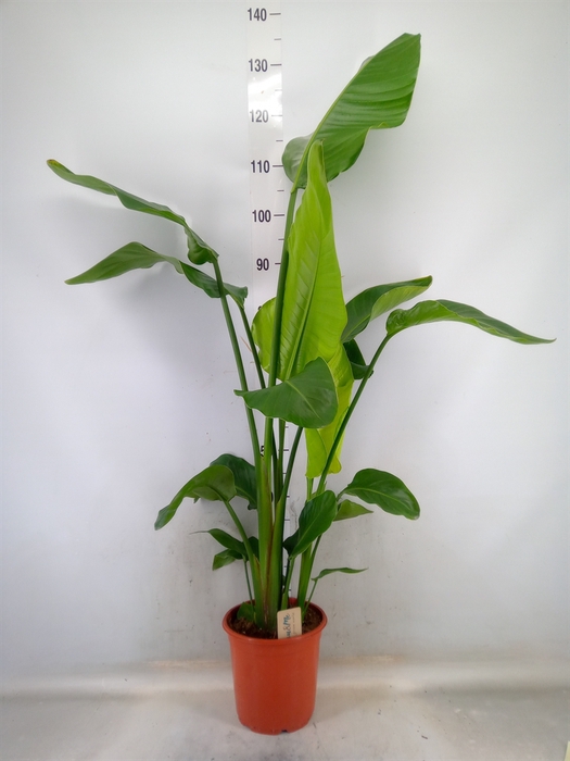 <h4>Strelitzia nicolai</h4>