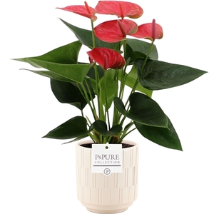 Anthurium Sweet Dream in Pure Tess ceramics