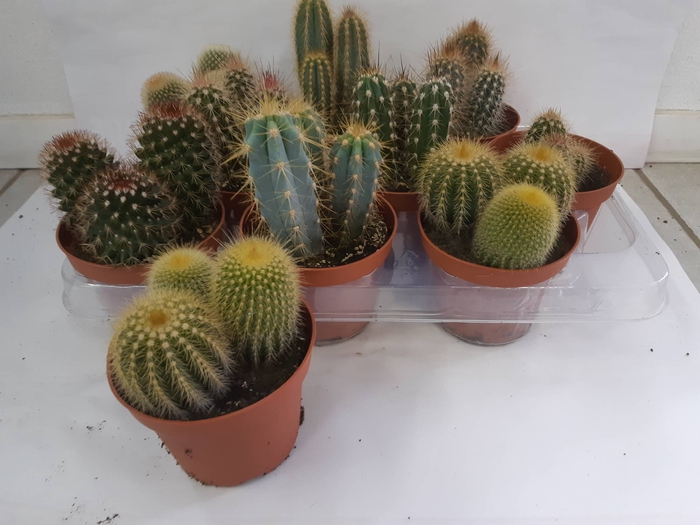 <h4>CACTUS GEM</h4>