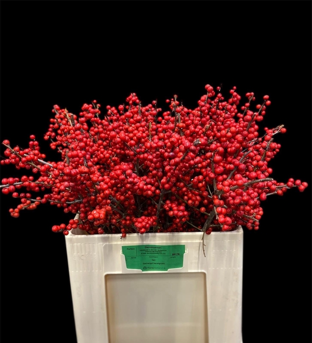 <h4>ILEX VE RODE BES</h4>