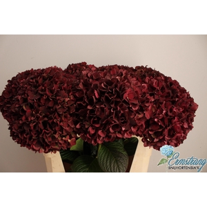 HYDR M MAG RUBYRD CL