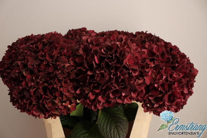 <h4>HYDR M MAG RUBYRD CL</h4>