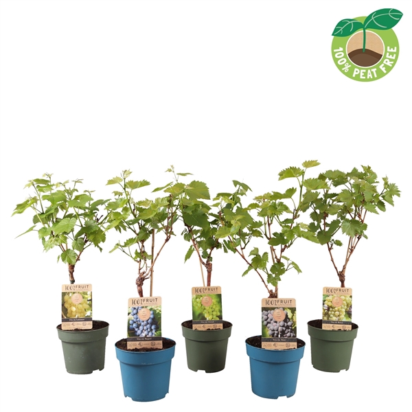 <h4>Vitis gemixt sur tige</h4>