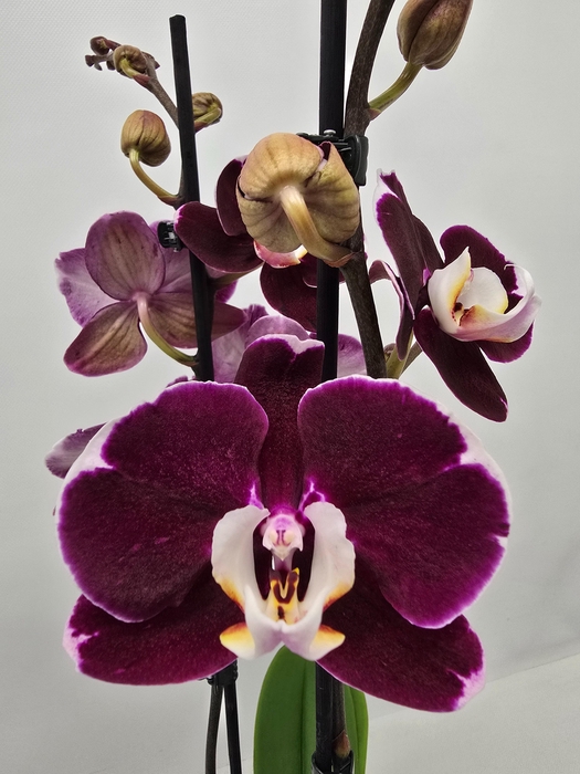 <h4>Limited 18 week 17</h4>