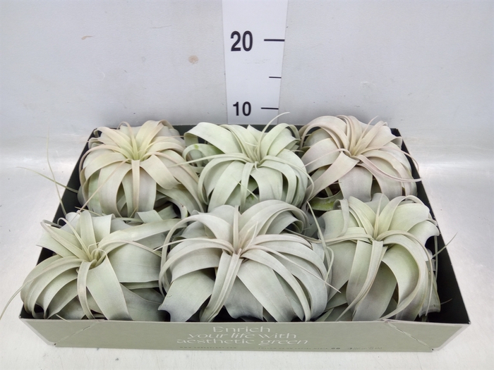 <h4>Tillandsia xerographica</h4>