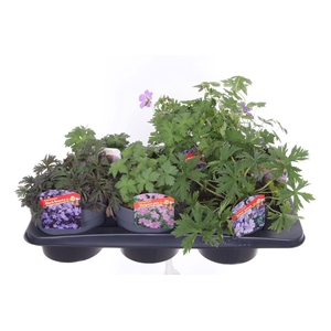 Geranium mix