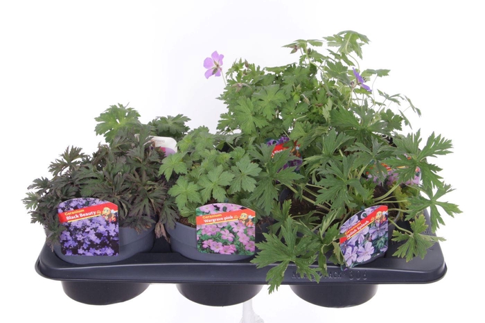 <h4>Geranium mix</h4>
