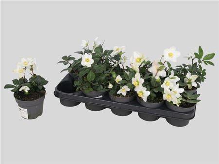 <h4>Hell Ni Advent Star 2-3+</h4>