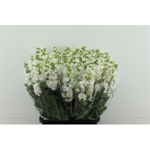 Matth Iron White