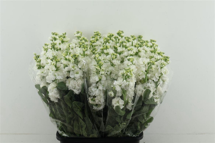 <h4>Matth Iron White</h4>