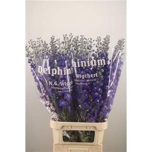 Delph El Dewi Blue Star