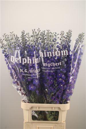 <h4>Delph El Dewi Blue Star</h4>