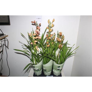 Cymbidium Gem 1 Branche