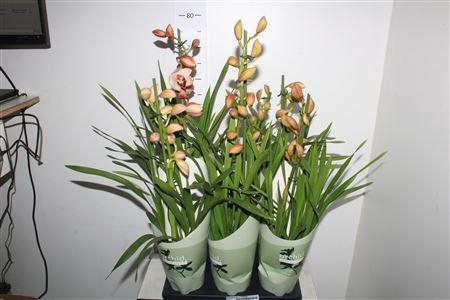 <h4>Cymbidium Gem 1 Branche</h4>