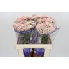 Ozothamnus Cooks Pink