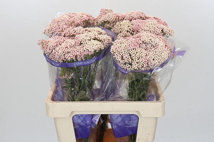 <h4>Ozothamnus Cooks Pink</h4>