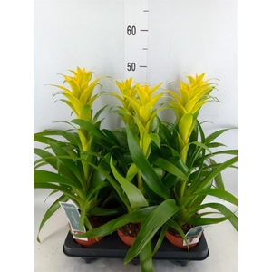 Guzmania  'Desire'
