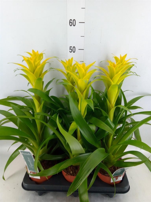 <h4>Guzmania 'Desire'</h4>