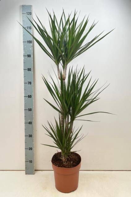 <h4>DRA MARGINATA</h4>