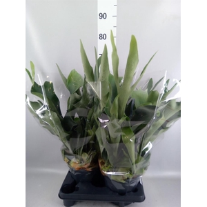 Platycerium bifurc.