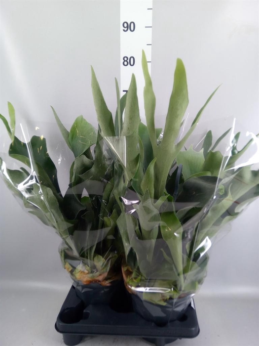 <h4>Platycerium bifurc.</h4>