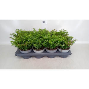 Cuphea hyssop.   ...mix /pot