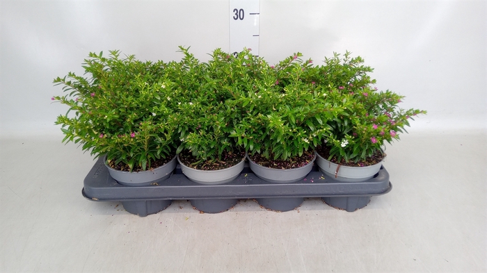 <h4>Cuphea hyssop.   ...mix /pot</h4>