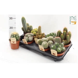 CACTUS GEM
